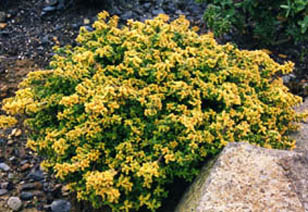 Thymus x citriodorus 'aureus'